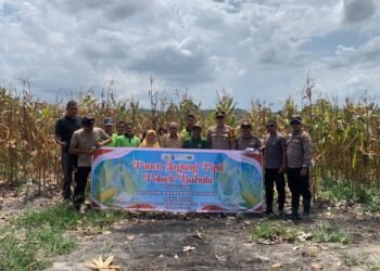 Panen Jagung Bersama Pelajar, Polsek Babulu Wujudkan Ketahanan Pangan dan Edukasi Generasi Muda