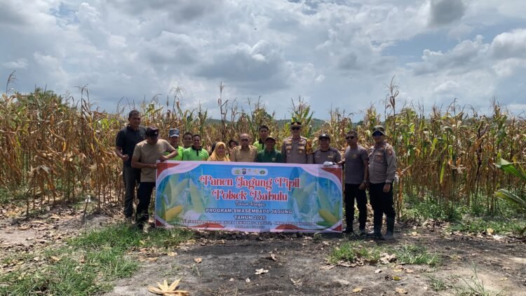 Panen Jagung Bersama Pelajar, Polsek Babulu Wujudkan Ketahanan Pangan dan Edukasi Generasi Muda