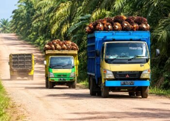Kontribusi Perusahaan Sawit di PPU Dinilai Belum Maksimal, Tidak Sebanding Dengan Dampak Yang Ditimbulkan